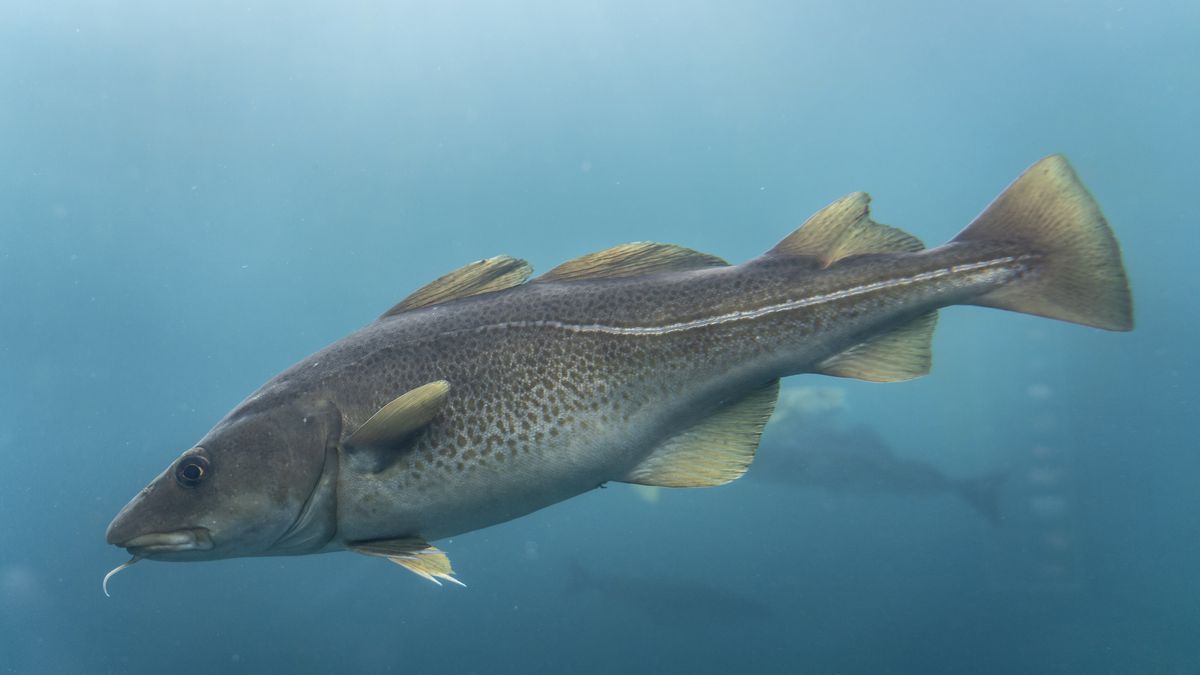 Leia mais sobre o artigo Pesca de Bacalhau: tradição e história